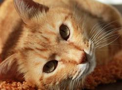 Российские и австрийские ученые разработают вакцину от аллергии на кошек