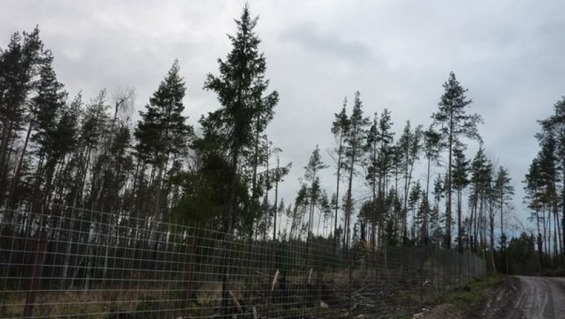 Полтавченко: Территория Ржевского лесопарка застраиваться не будет
