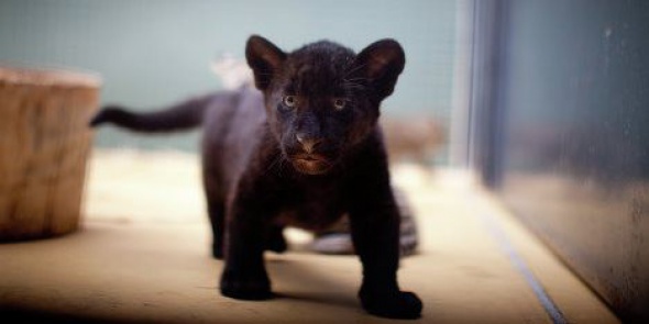 Индейские имена дали детенышам ягуара в Ленинградском зоопарке