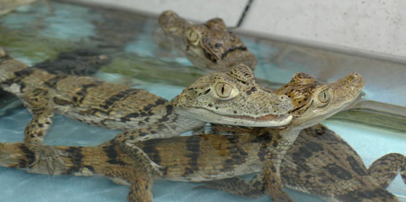 Жилкомсервис может отдать найденного крокодила уволенным сотрудникам Ленинградского зоопарка