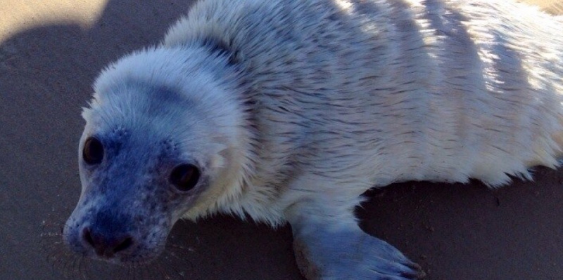 В Лебяжьем нашли еще одного теденыша тюленя