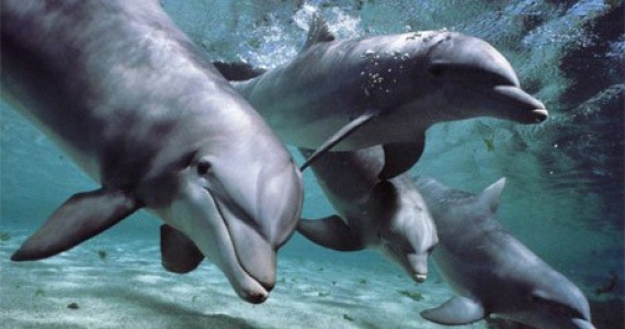 В Севастополе снова будут тренировать боевых дельфинов.
