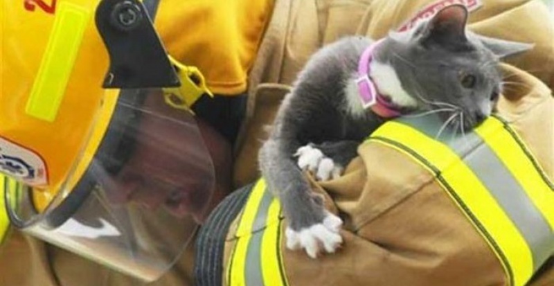 Из пожара в доме на Лиговском проспекте спасли кошку с котятами
