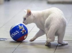 Эрмитажный кот-оракул Ахилл предсказал победу Бразилии над Коста-Рикой