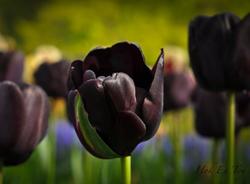В ЦПКиО к весне высадят черные тюльпаны 