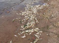 На берегу Финского залива в Петербурге нашли большое количество мертвой рыбы