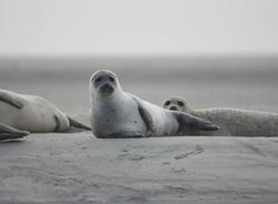 Трем спасенным в Петербурге тюленям дали имена