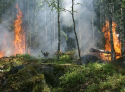 В Петербурге организовали масштабные учения по тушению природных пожаров