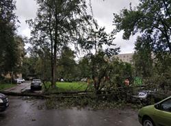 Сильный ветер повалил больше 150 деревьев в Петербурге