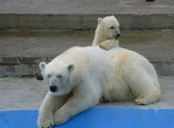 Белый медвежонок Снежинка переедет из Якутии в Ленинградский зоопарк